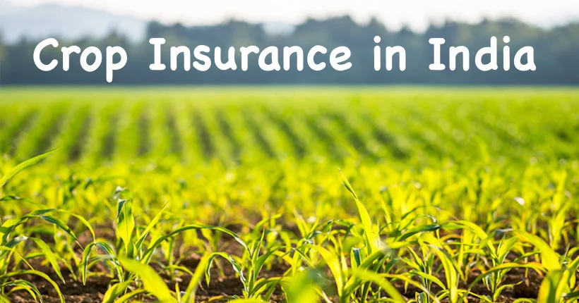 Crop Insurance Policies