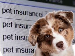 Pet Insurance Policies